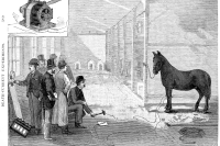 Harold_Pitney_Brown_edison_electrocute_horse_1888_New_York_Medico-Legal_Journal_vol_6_issue_4_bizarre_extreme_science_cooley_9